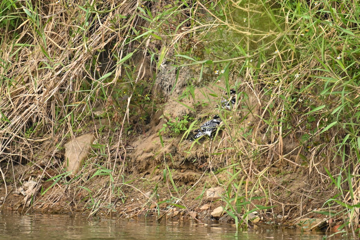 Pied Kingfisher - ML644577192