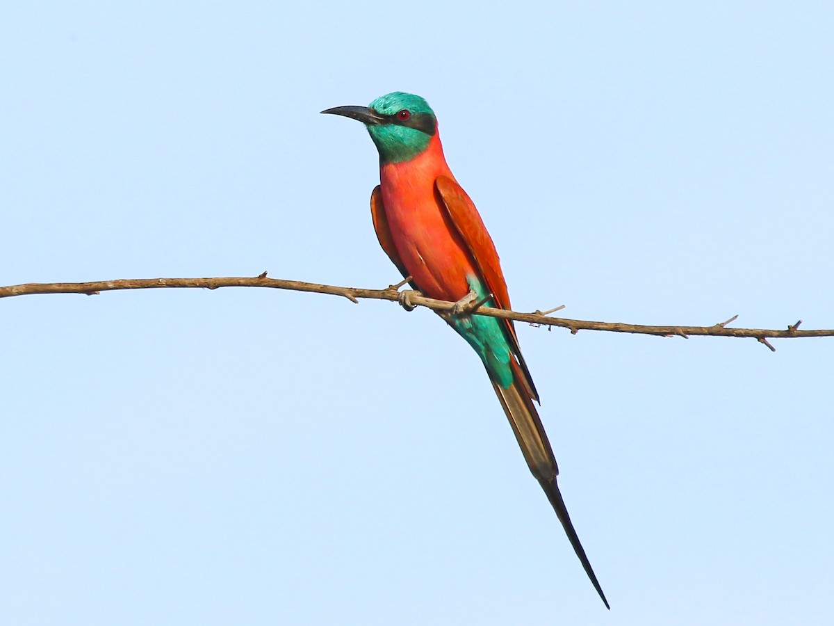 שרקרק ורוד - ML644577195