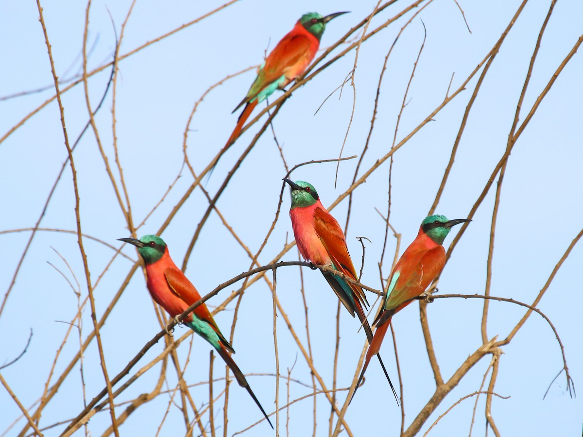 שרקרק ורוד - ML644577196