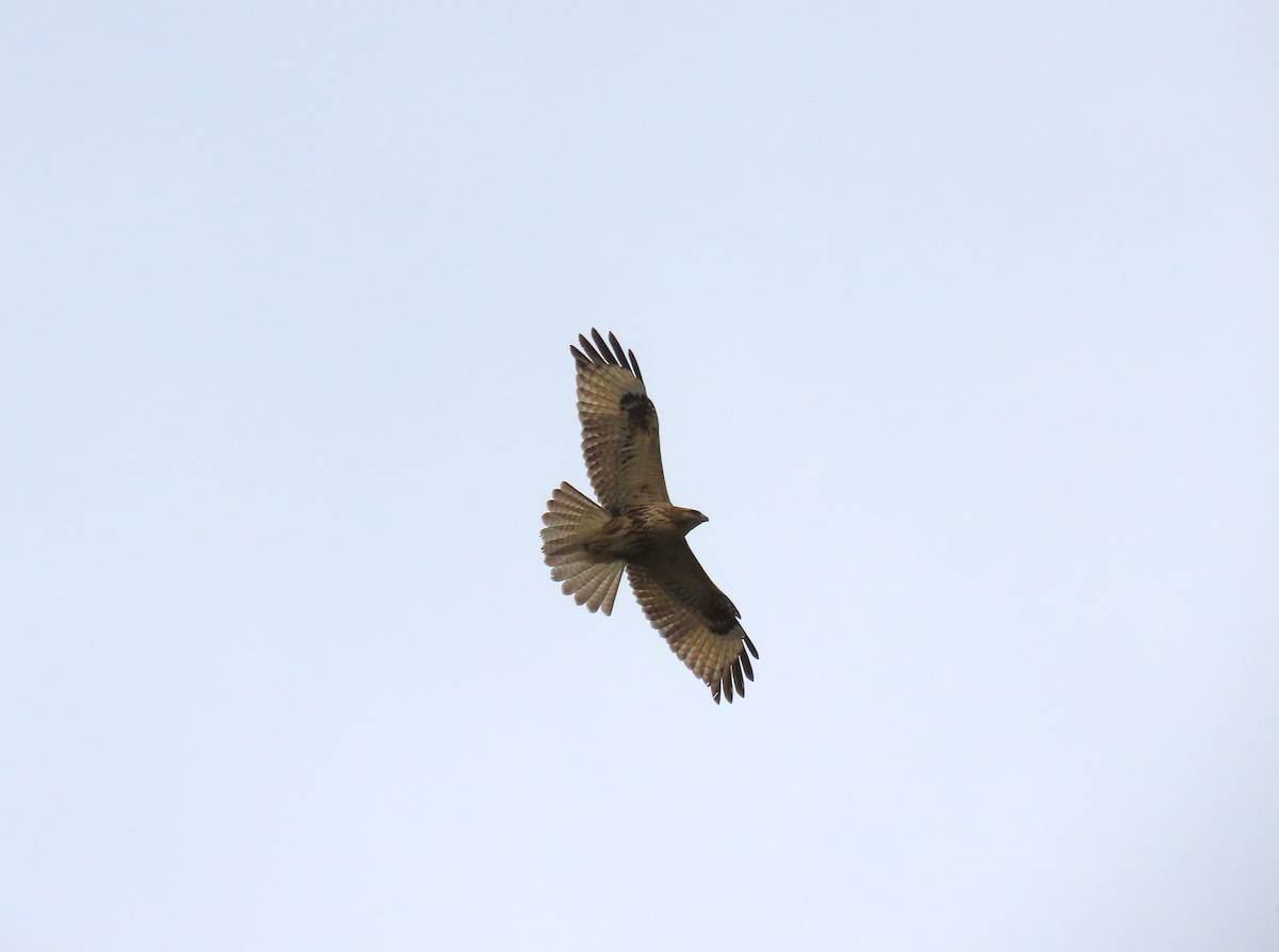 Дорнын сар - ML644577197