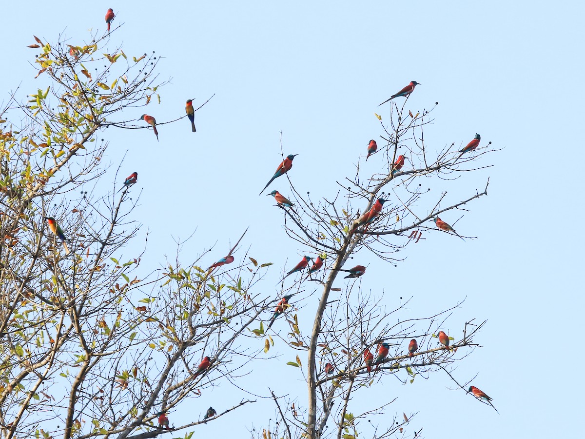 שרקרק ורוד - ML644577199