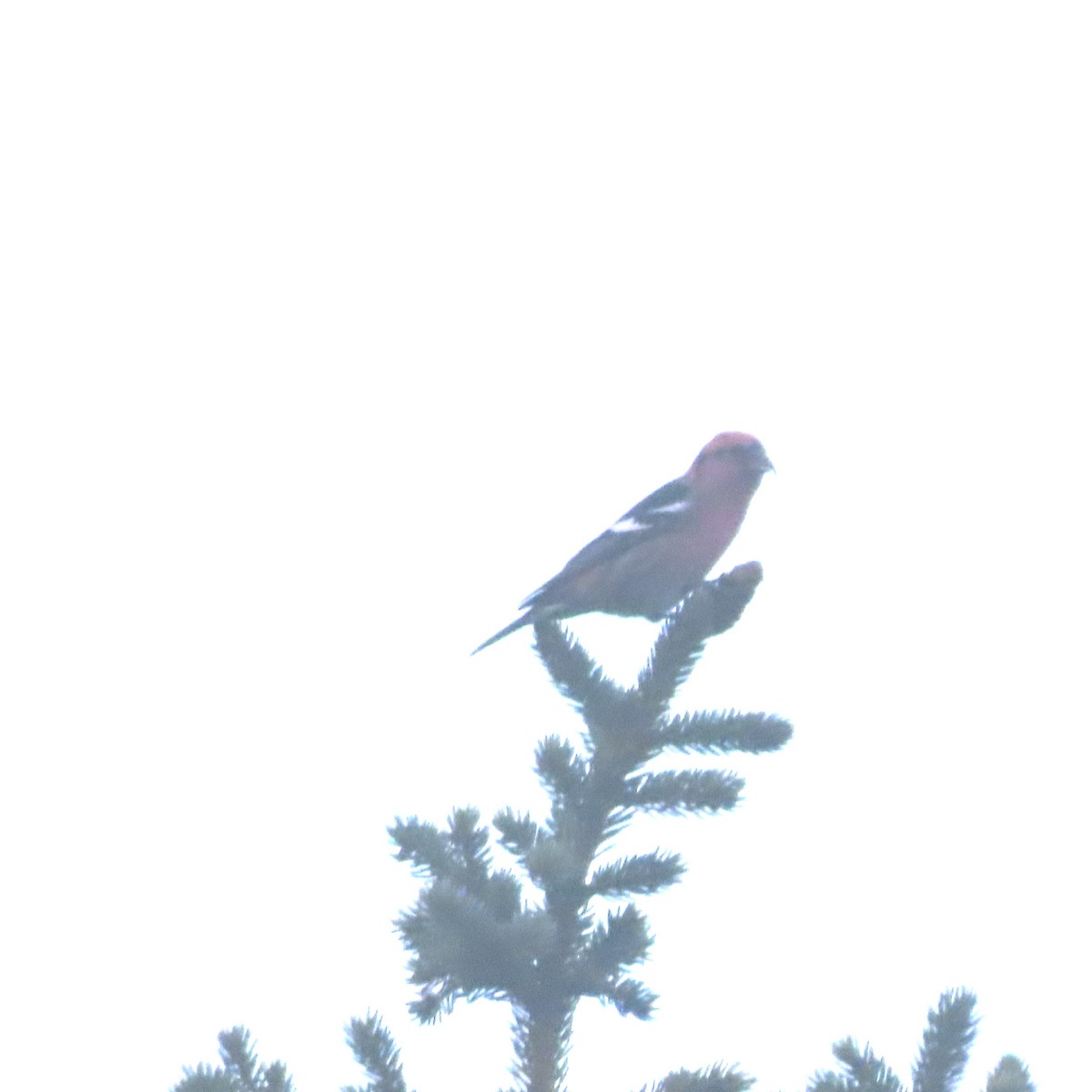 White-winged Crossbill - ML644577204