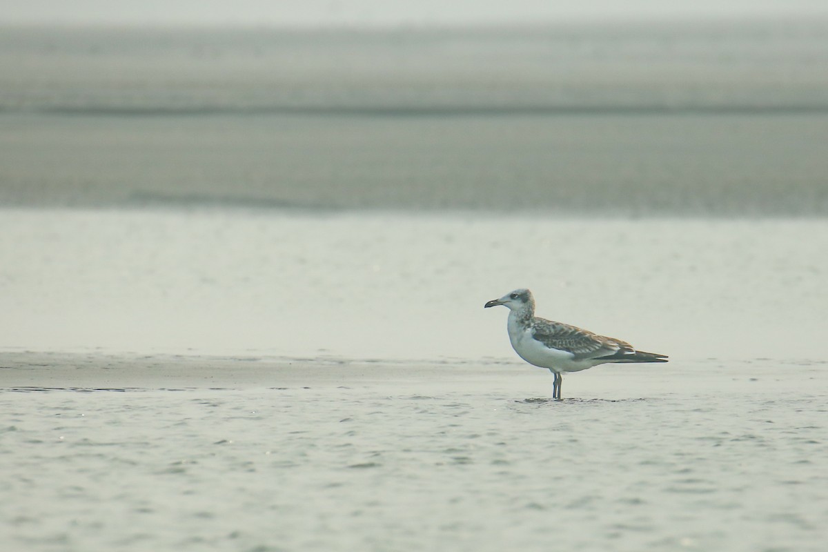 Pallas's Gull - ML644577215