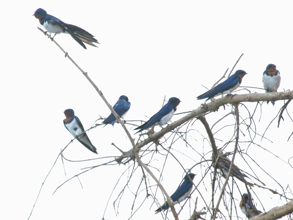 Red-chested Swallow - ML644577218