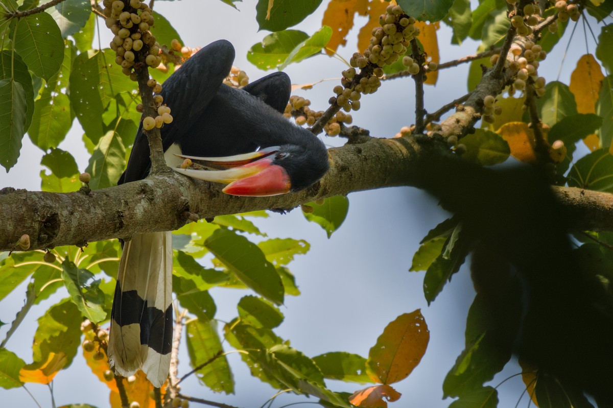 neshornfugl - ML644577219