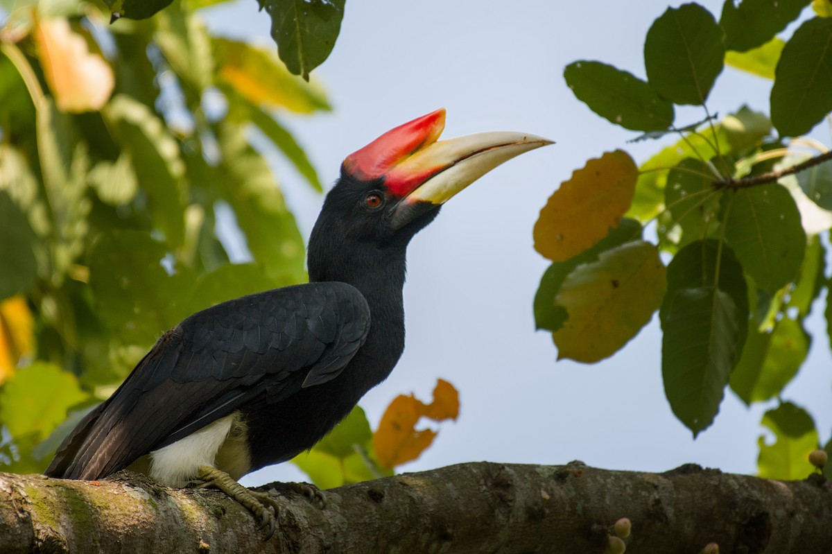 neshornfugl - ML644577220