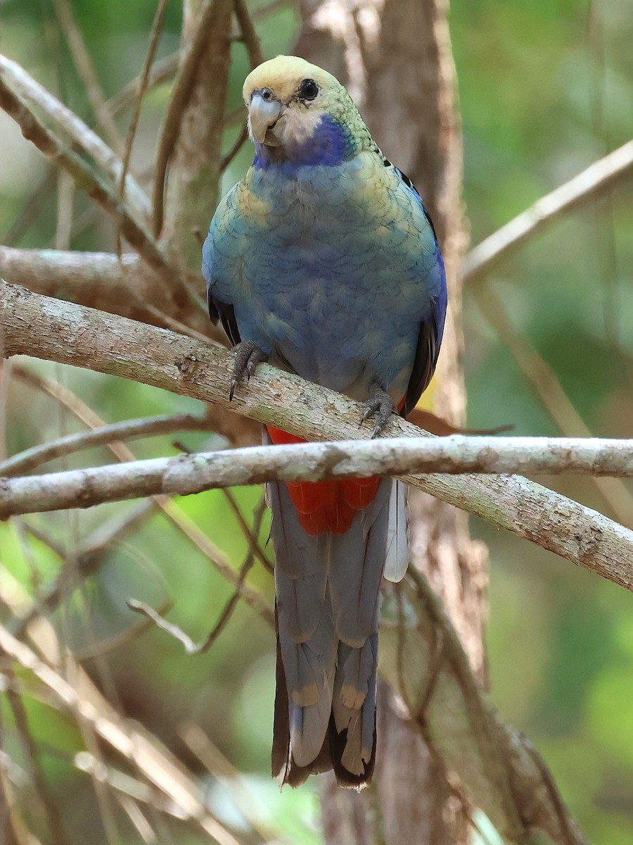 ホオアオサメクサインコ - ML644577221