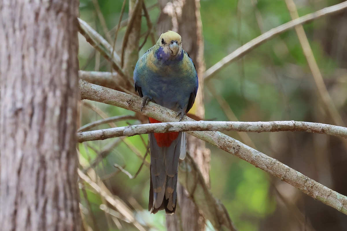 ホオアオサメクサインコ - ML644577222