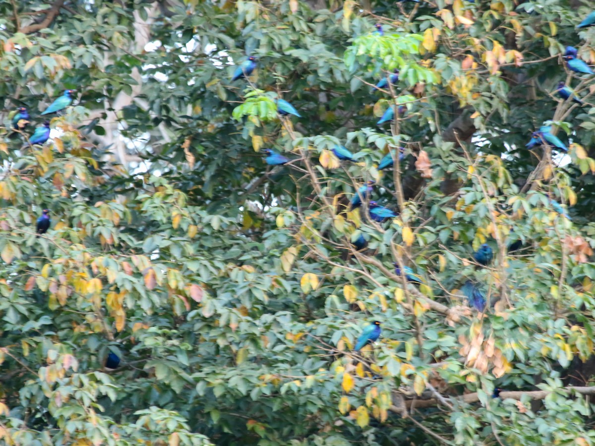 Purple Starling - ML644577224