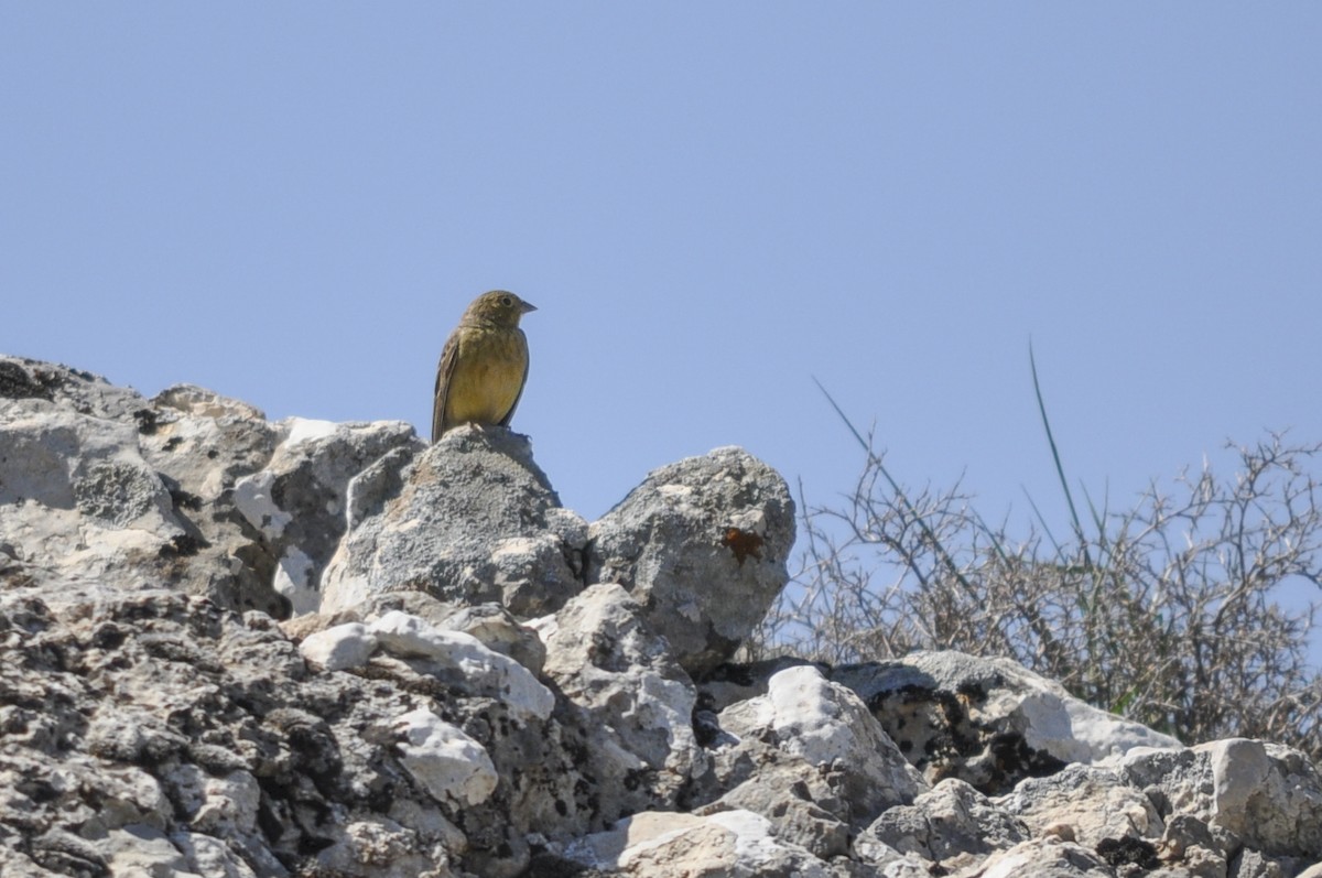 Cinereous Bunting - ML644577225