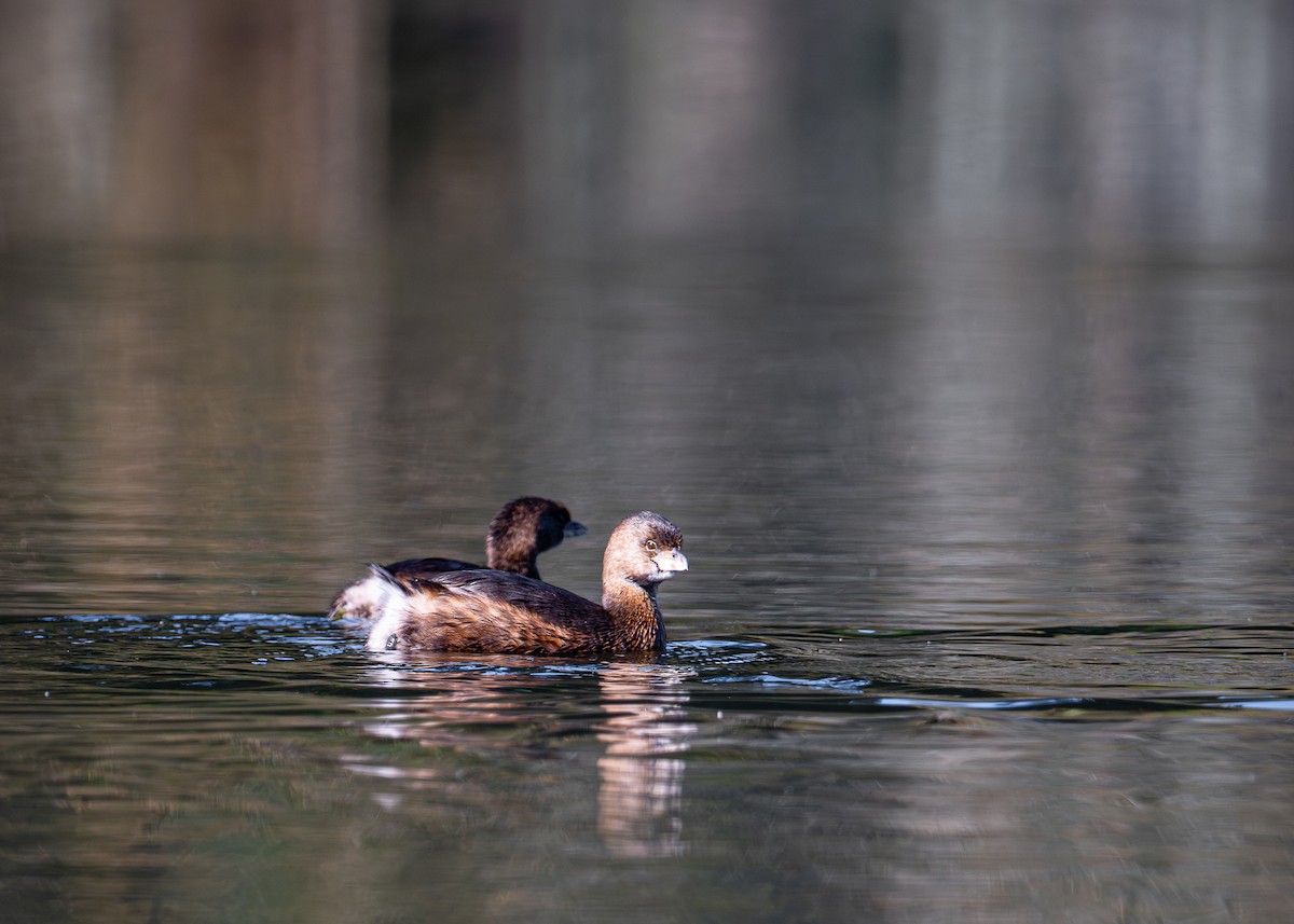 Kalın Gagalı Batağan - ML644577227