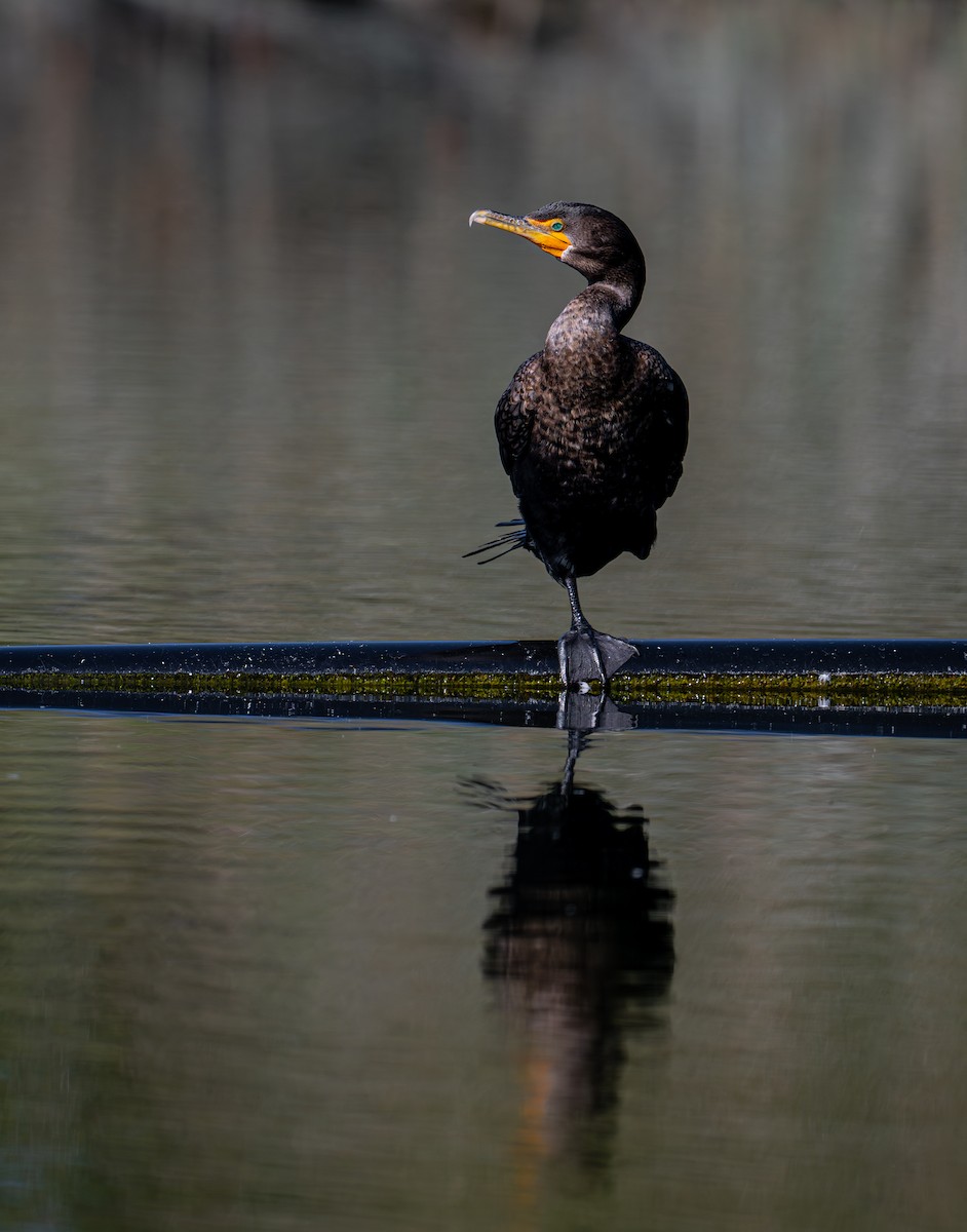 Double-crested Cormorant - ML644577228
