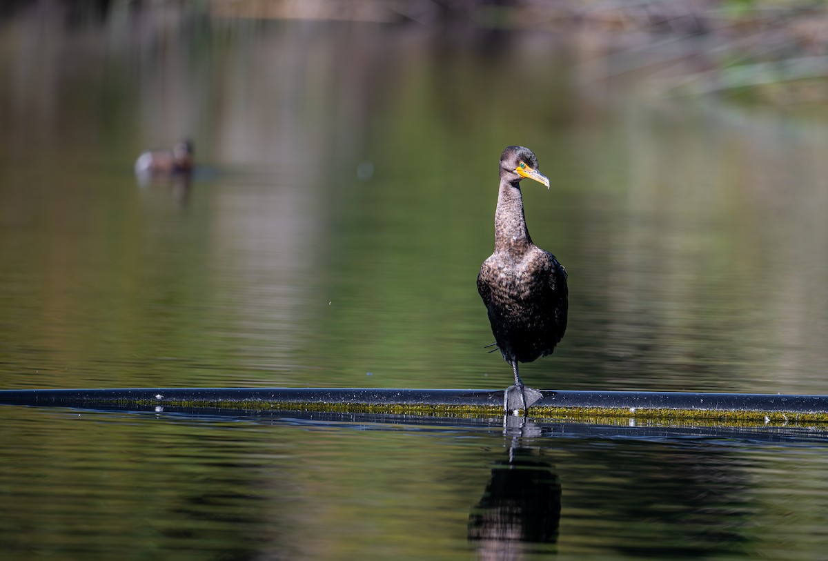 Double-crested Cormorant - ML644577229