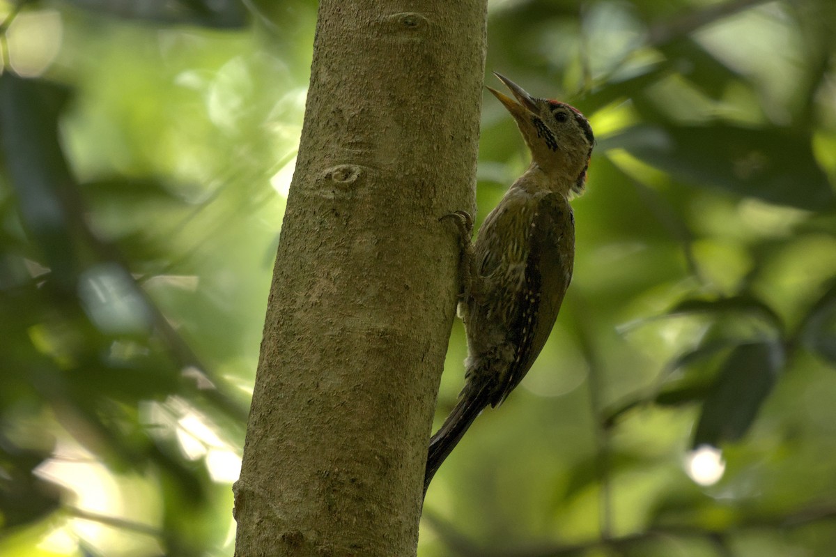 kniplingsspett - ML644577231