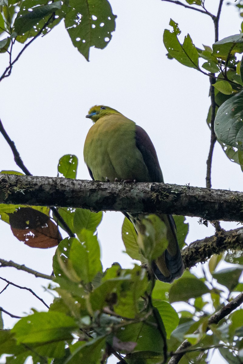 Kama Kuyruklu Yeşil Güvercin - ML644577236