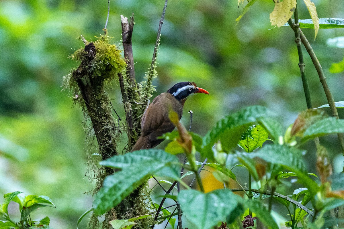 Black-crowned Scimitar-Babbler - ML644577239