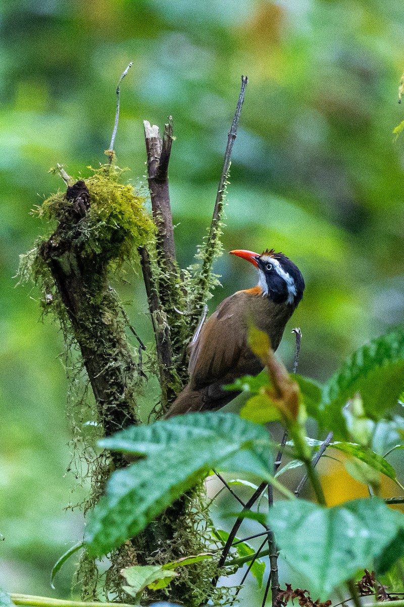 Black-crowned Scimitar-Babbler - ML644577240