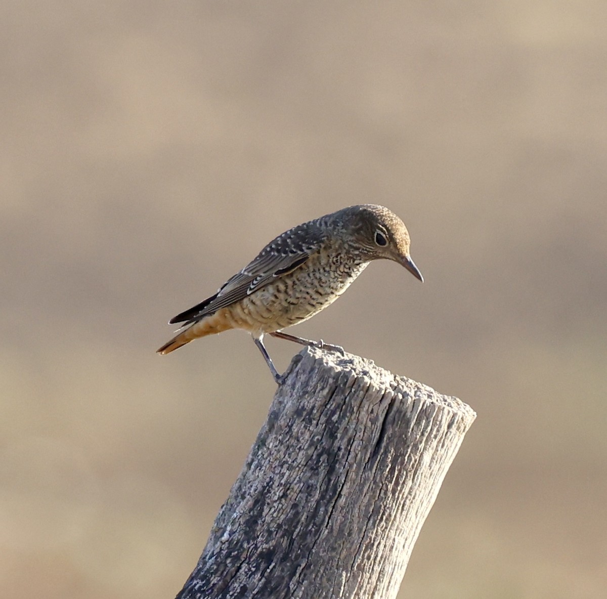 Rufous-tailed Rock-Thrush - ML644577243