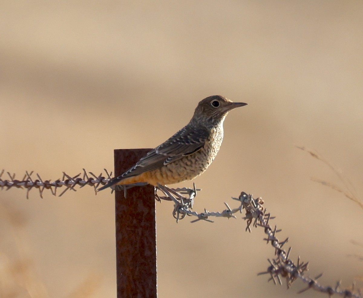 Rufous-tailed Rock-Thrush - ML644577244