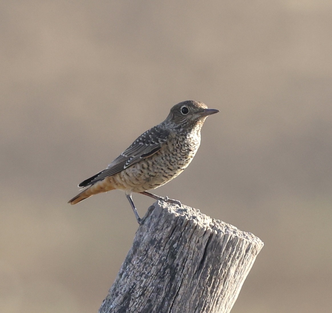 Rufous-tailed Rock-Thrush - ML644577245
