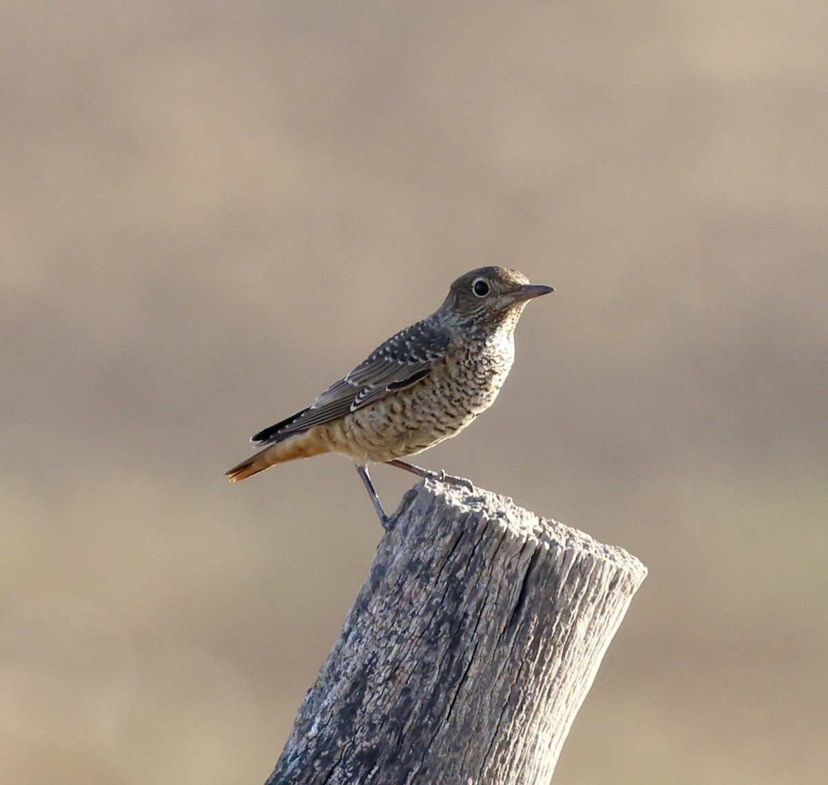 Rufous-tailed Rock-Thrush - ML644577246