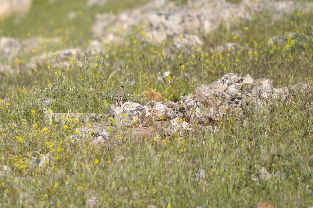 חצוצרן שחור-מקור - ML644577247