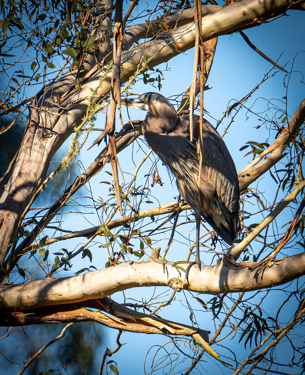 Amerika Gri Balıkçılı - ML644577252