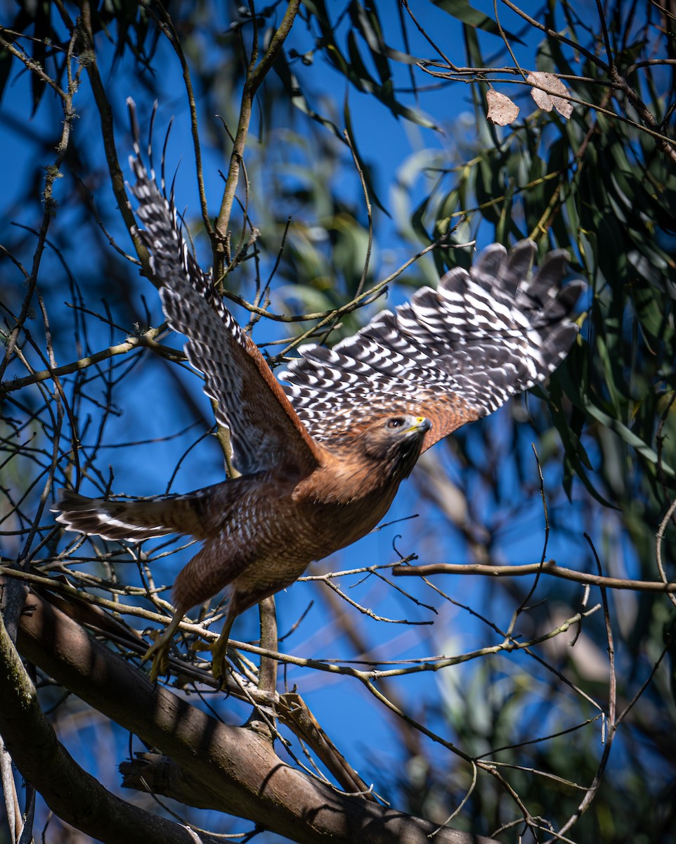 Red-shouldered Hawk - ML644577255