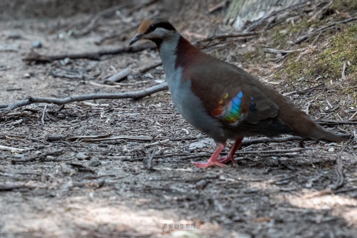 Brush Bronzewing - ML644577256