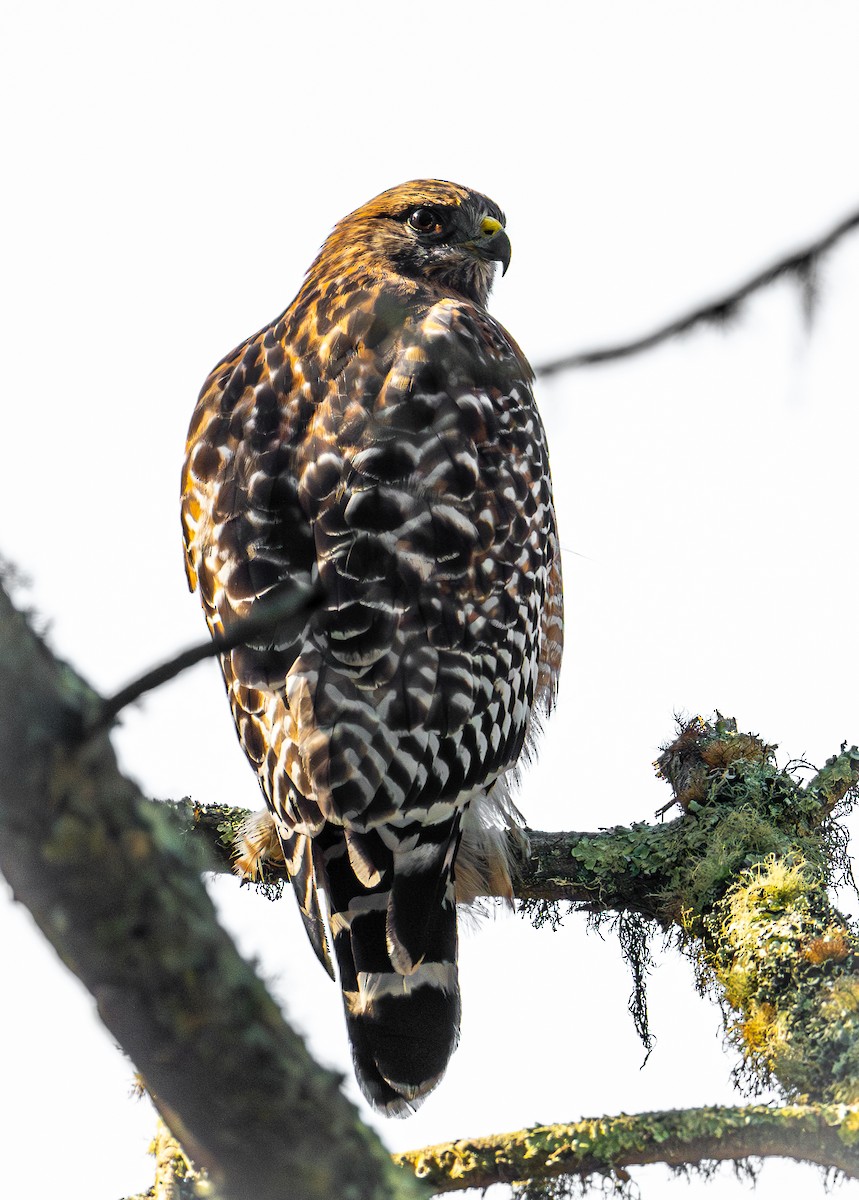 Red-shouldered Hawk - ML644577258