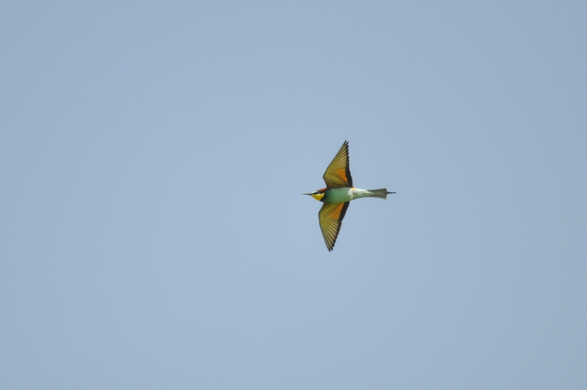 Erle-txori eurasiarra - ML644577260