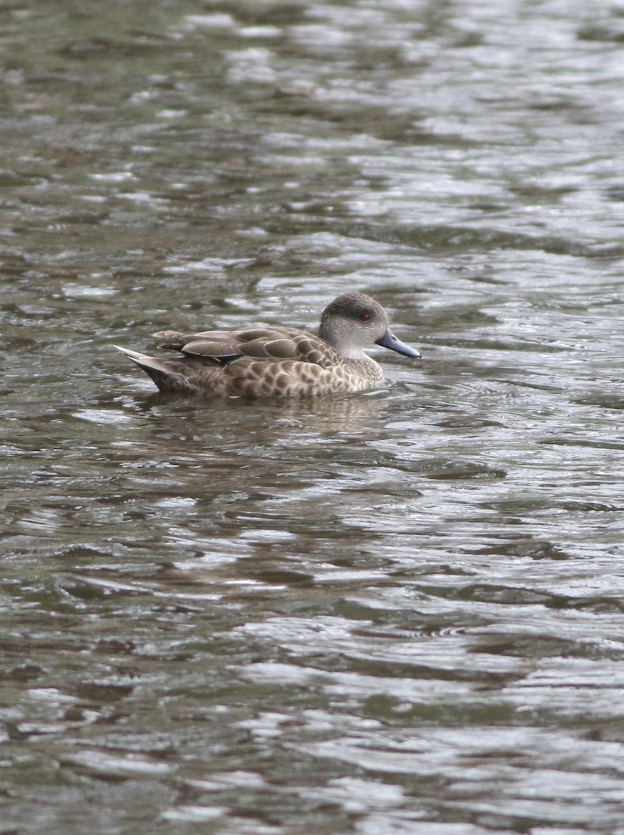 ハイイロコガモ - ML644577267