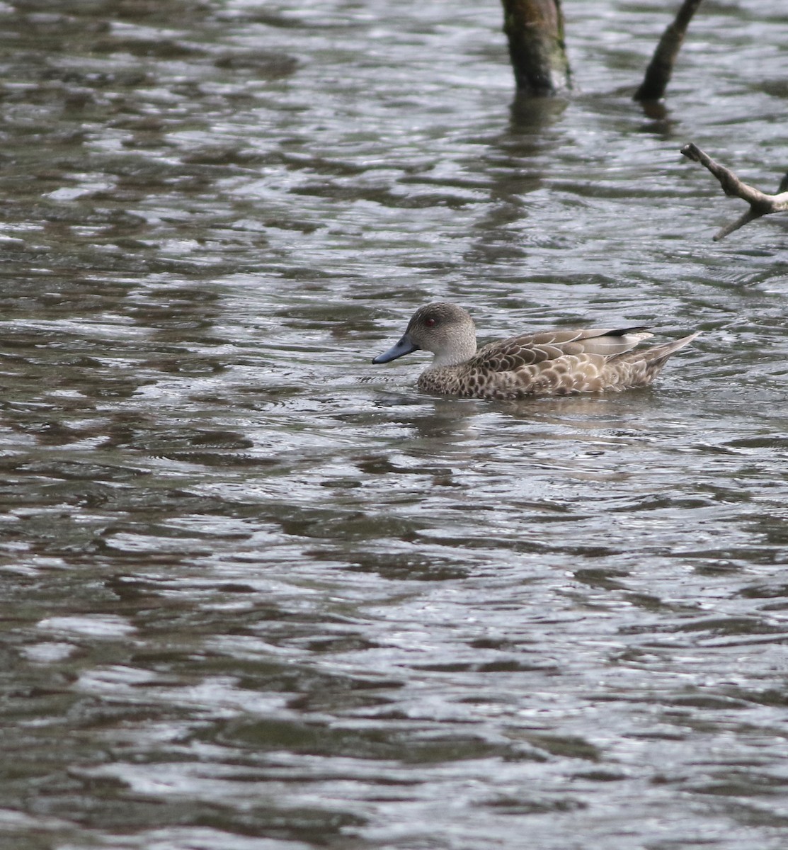 ハイイロコガモ - ML644577268