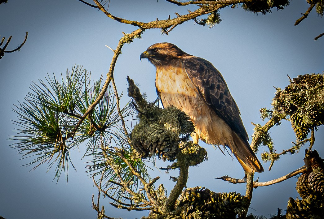 Red-shouldered Hawk - ML644577281