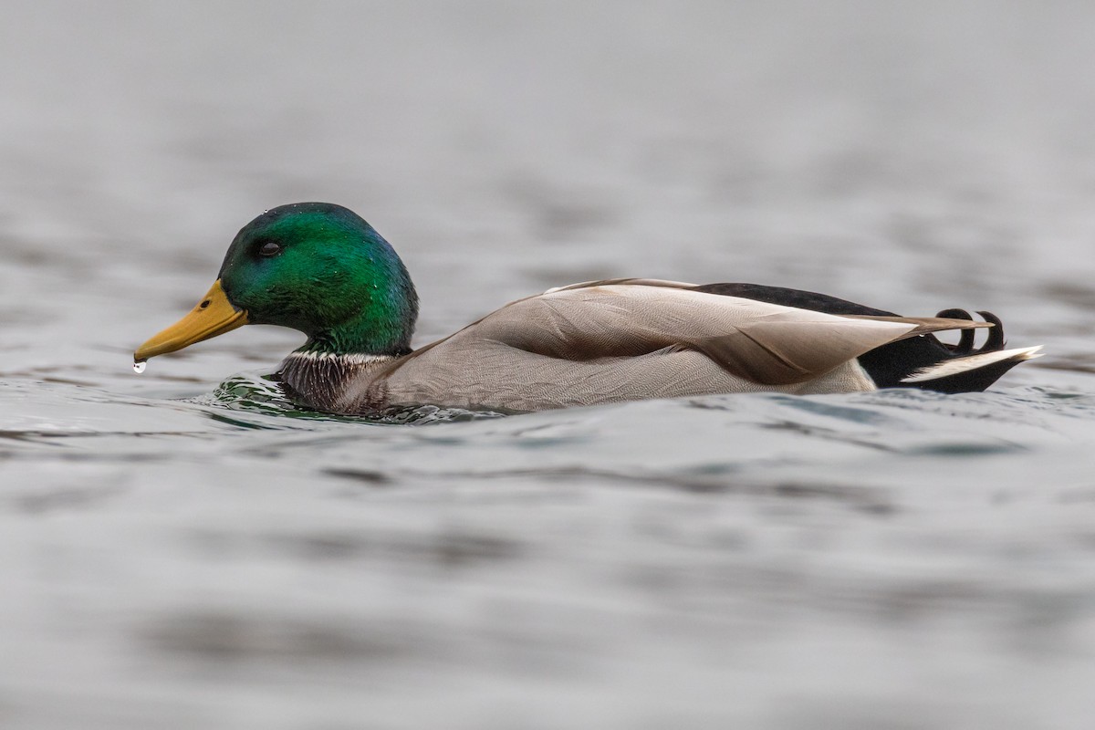 kachna divoká - ML644577282