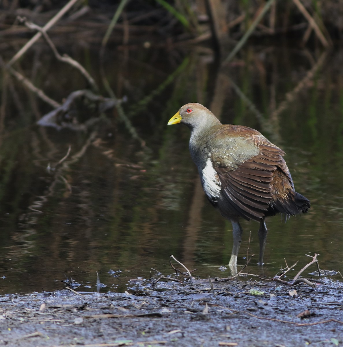 Tasmanian Nativehen - ML644577284