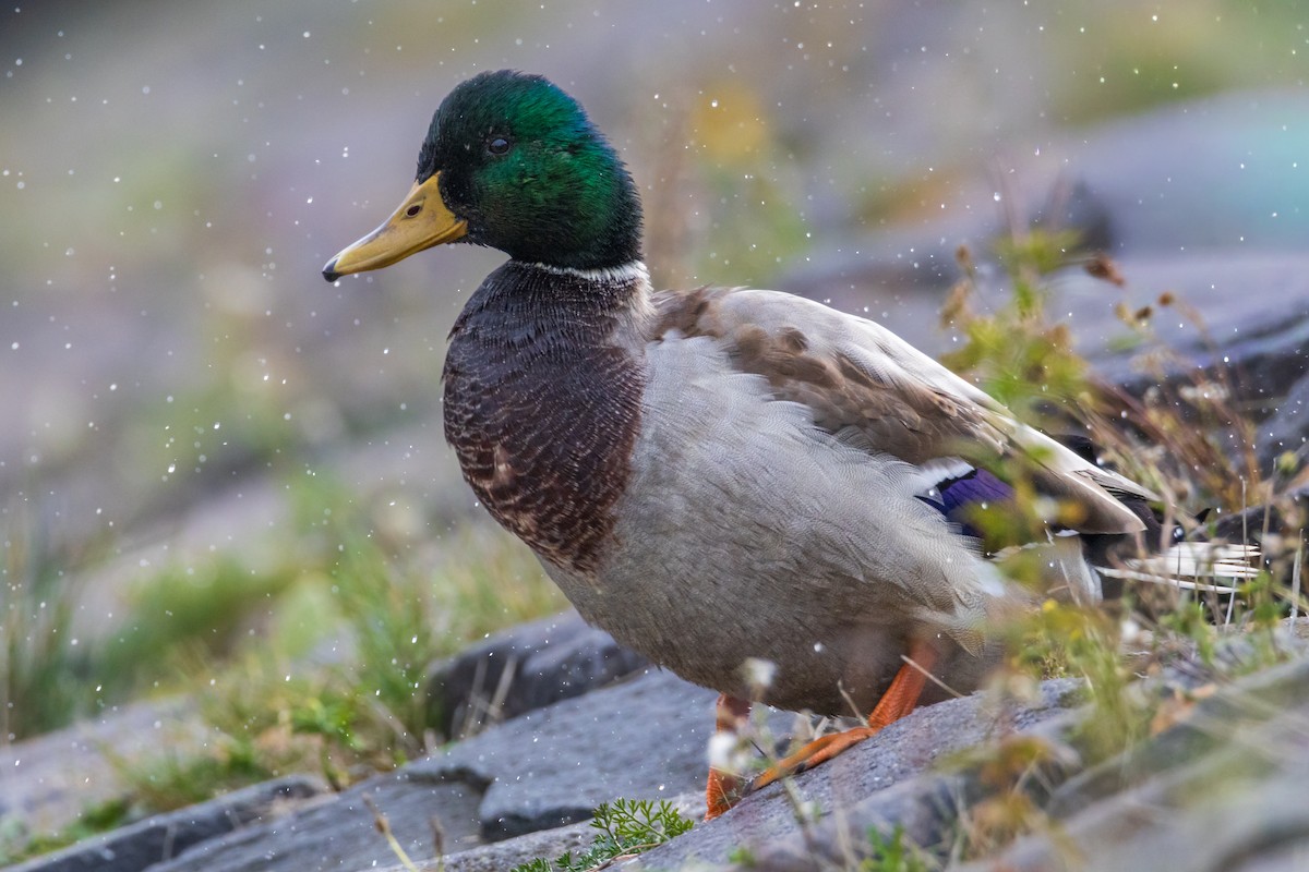 kachna divoká - ML644577285