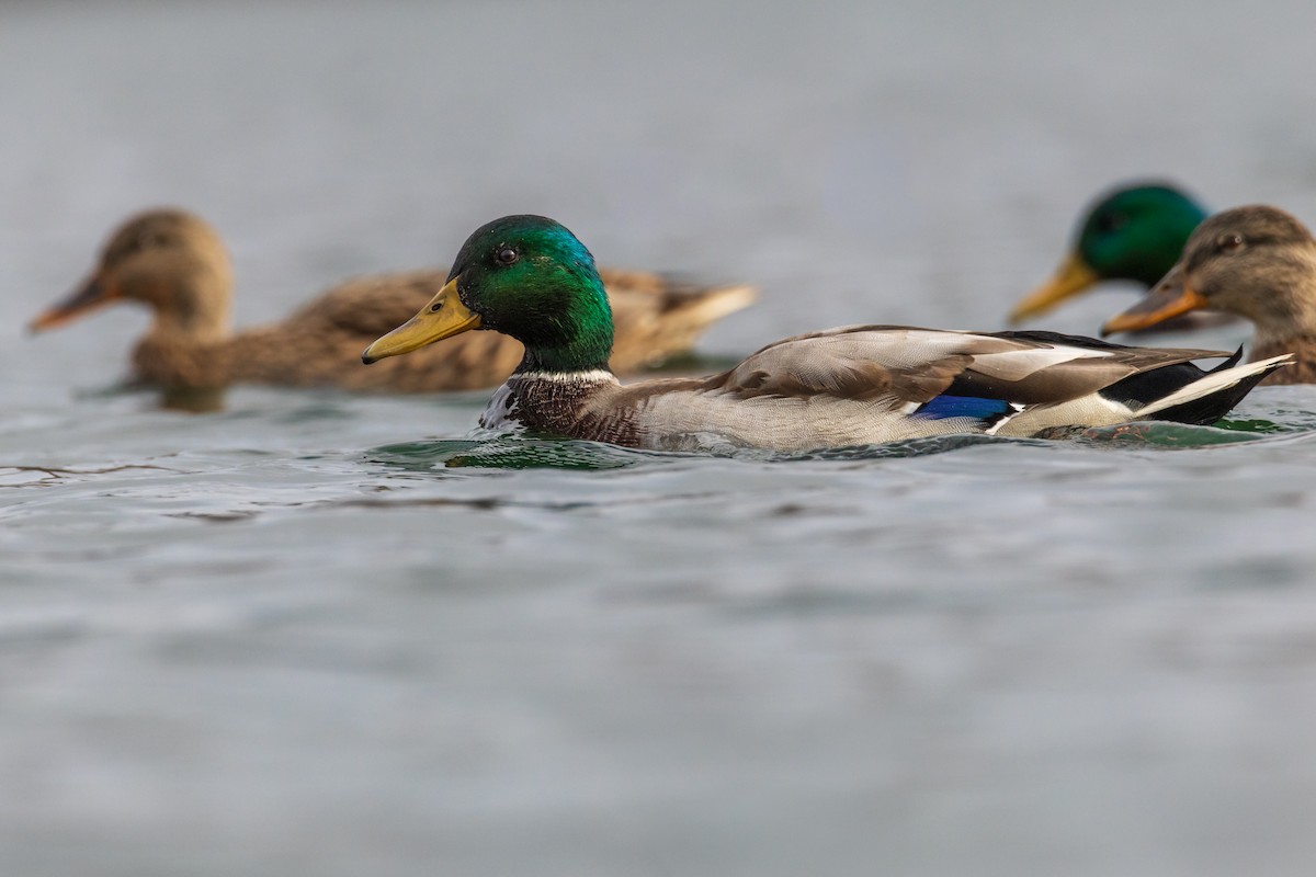 kachna divoká - ML644577286