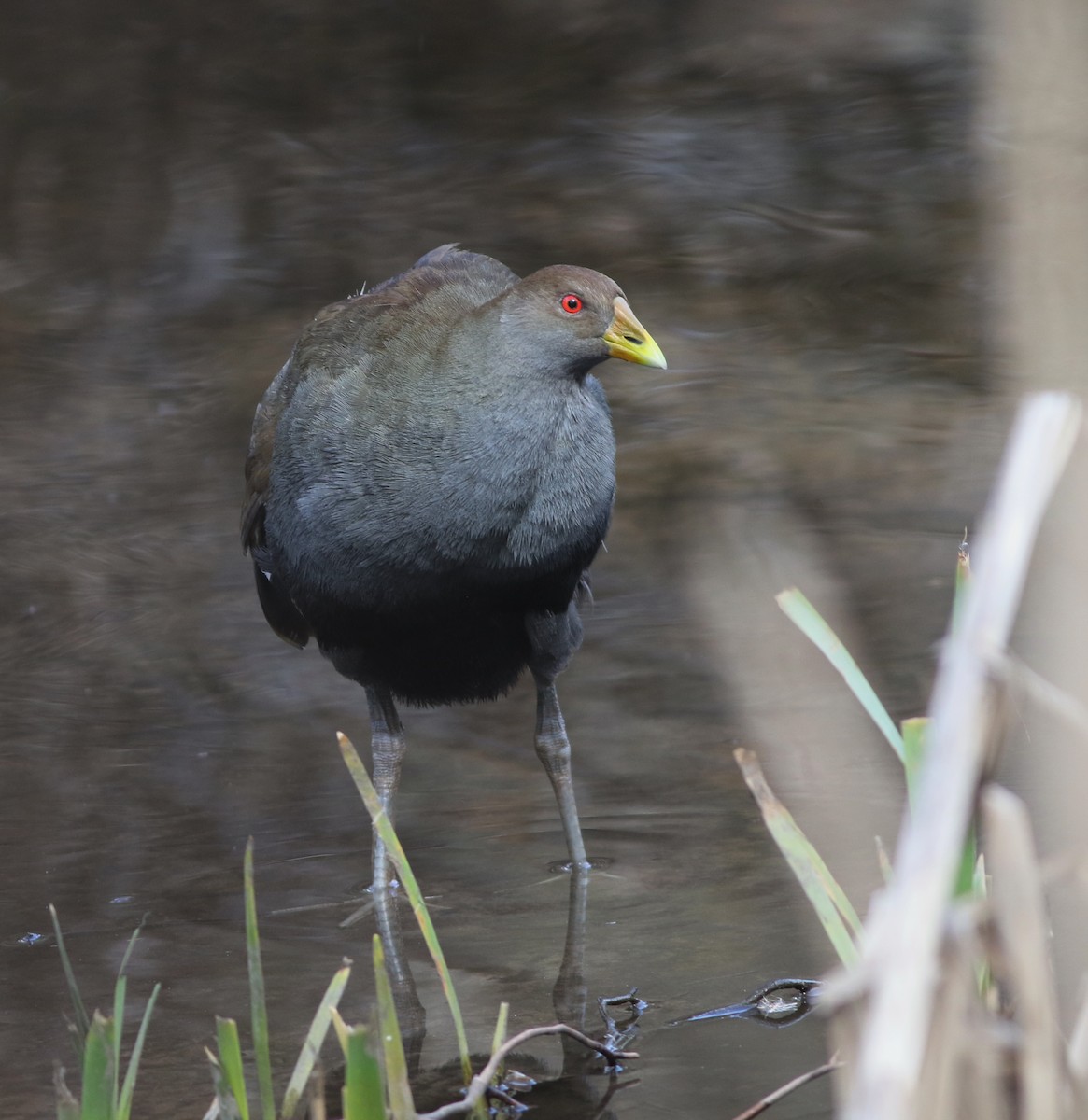 Tasmanian Nativehen - ML644577287
