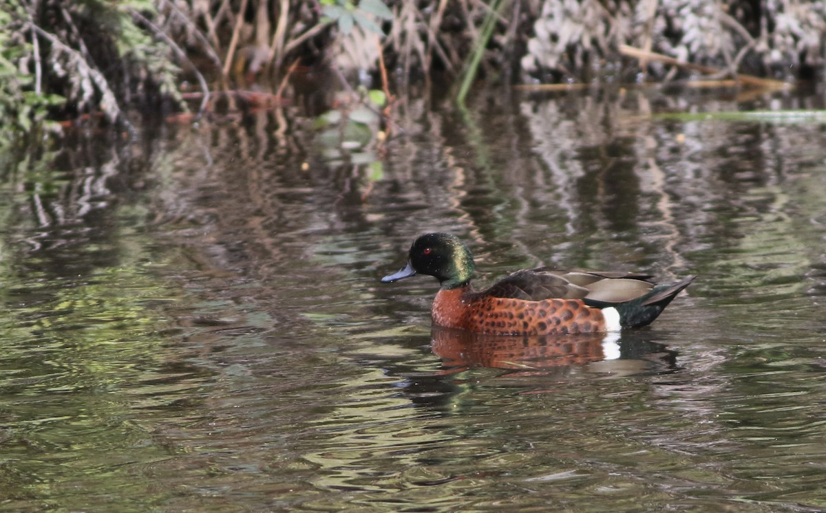 Kastanienente - ML644577288