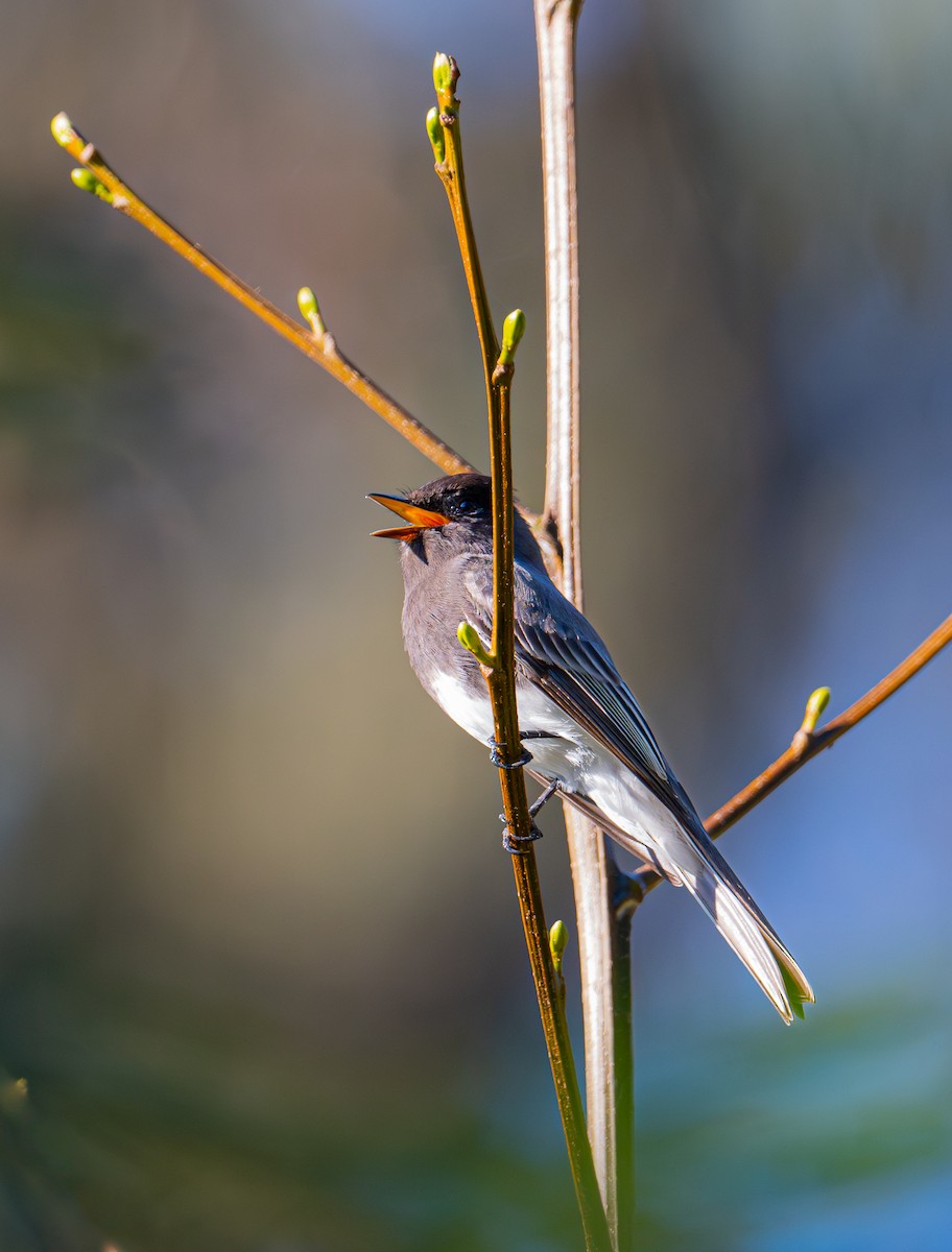 Moucherolle noir - ML644577289