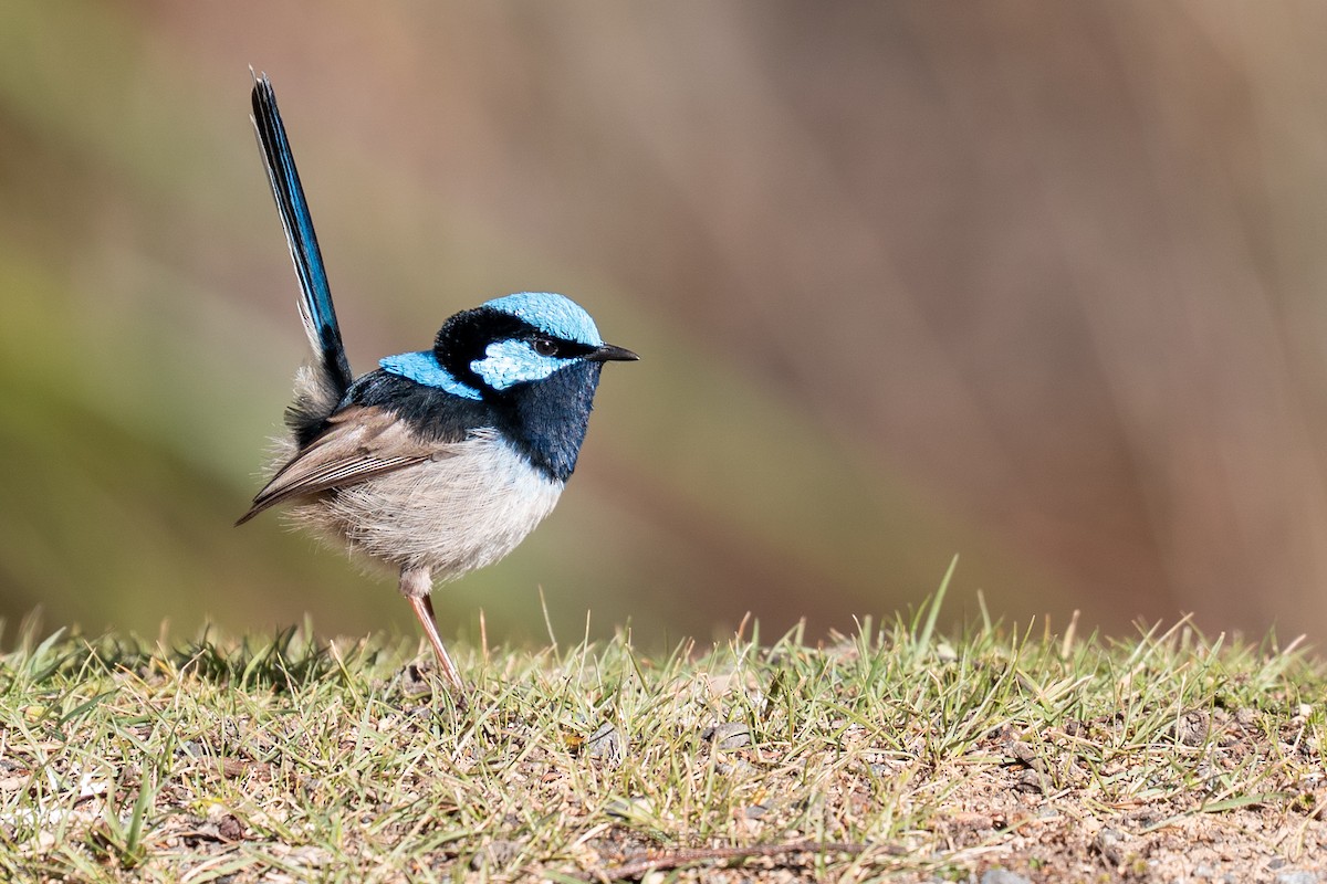 Superb Fairywren - ML644577291