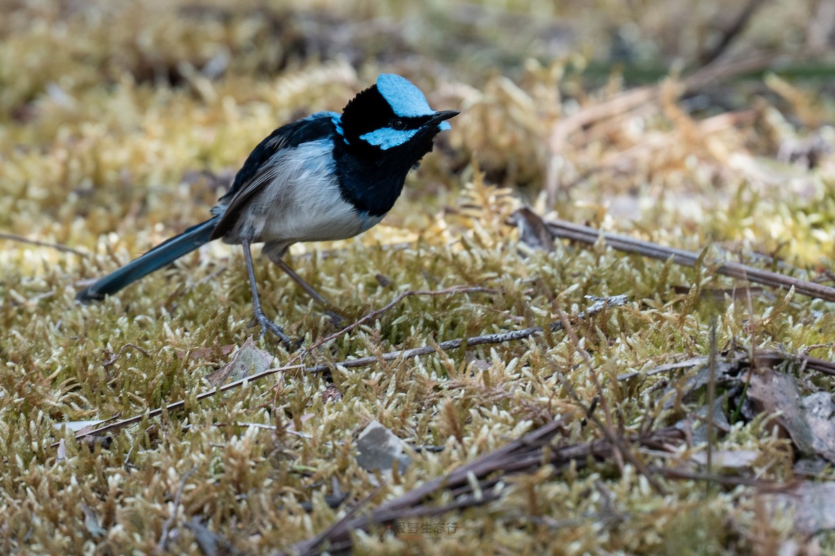 Superb Fairywren - ML644577292