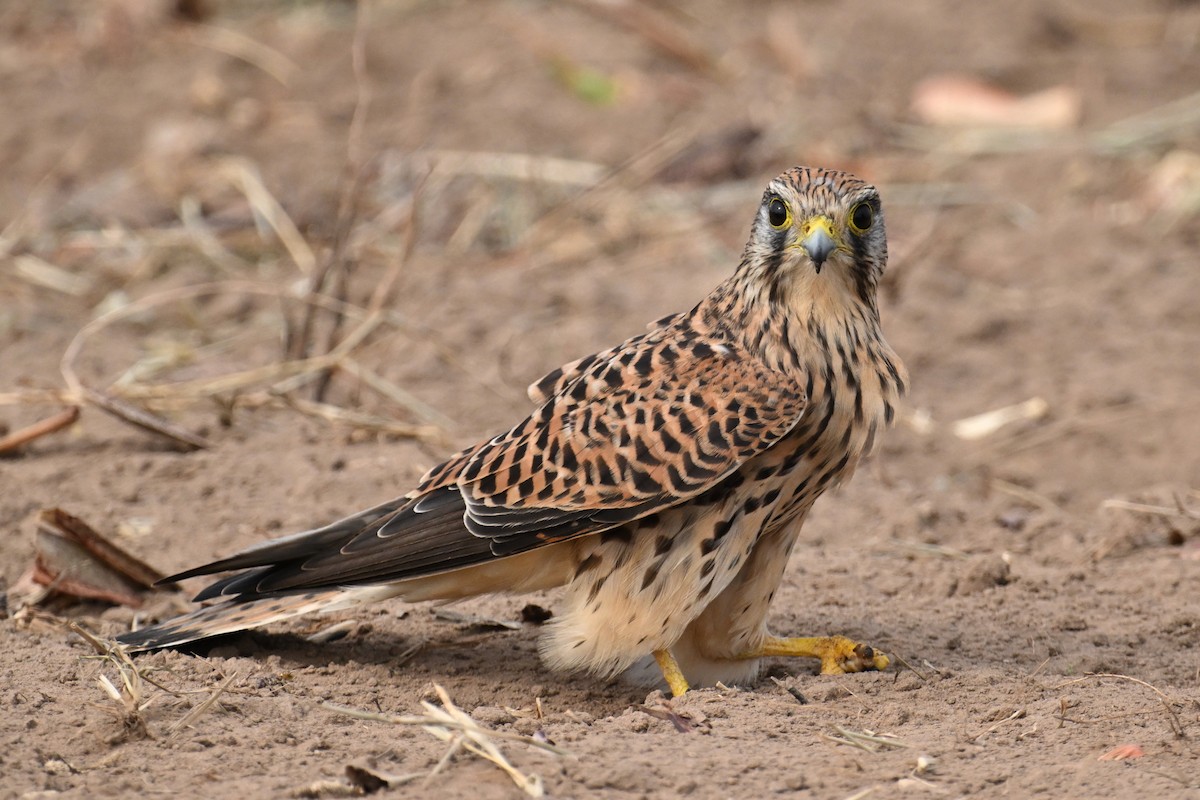 Cernícalo Vulgar - ML644577293