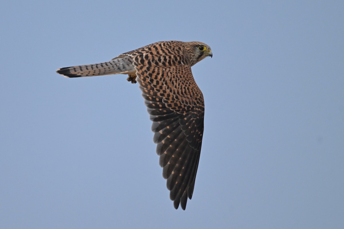 Cernícalo Vulgar - ML644577294