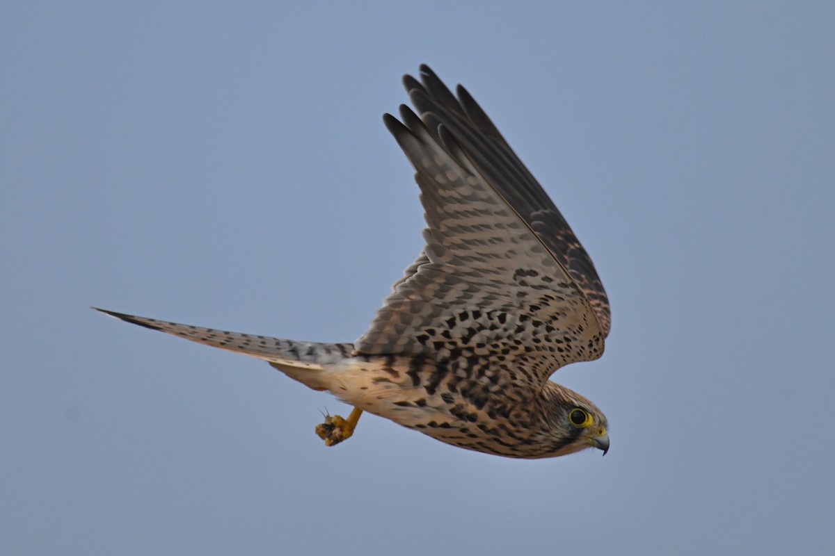 Cernícalo Vulgar - ML644577297