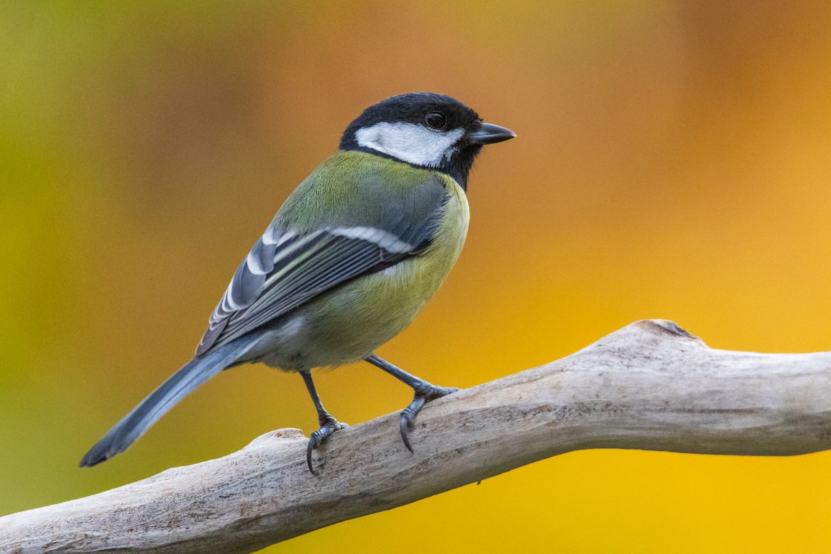 sýkora koňadra - ML644577298