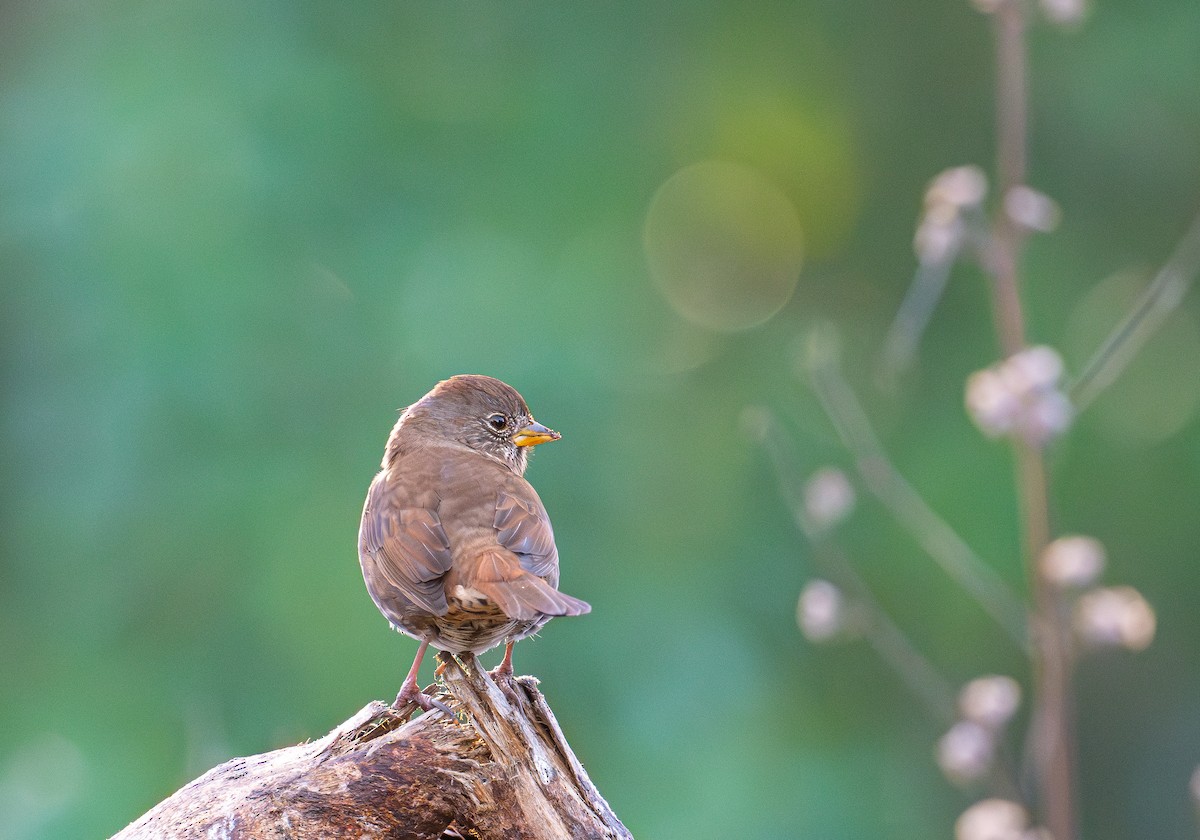 strnadec kaštanový - ML644577305