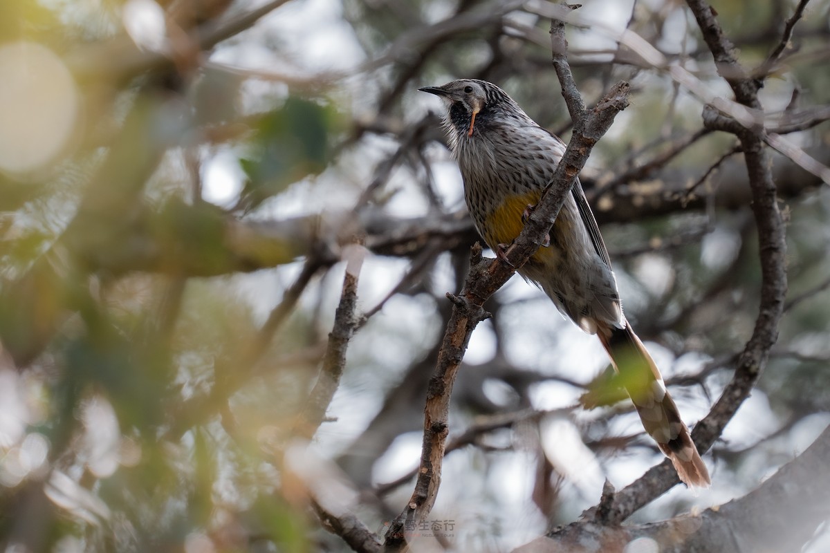Yellow Wattlebird - ML644577307