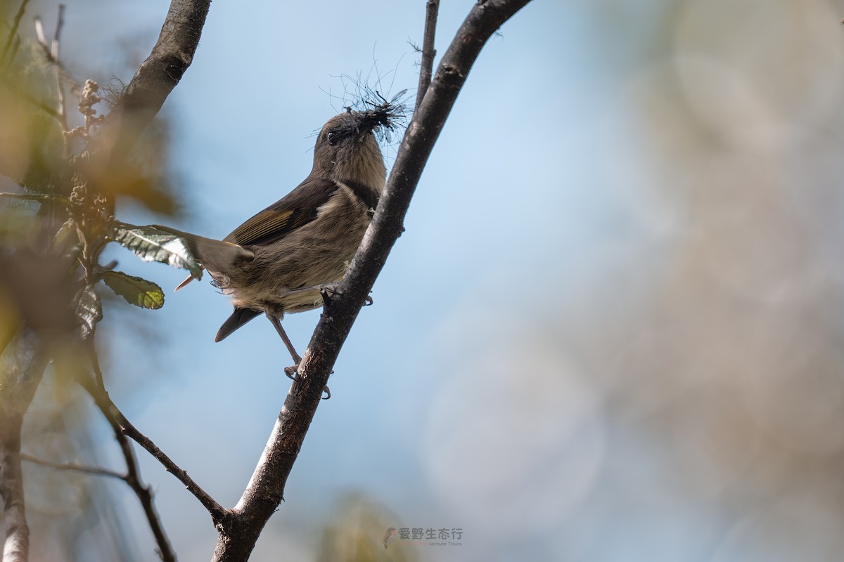 Crescent Honeyeater - ML644577311
